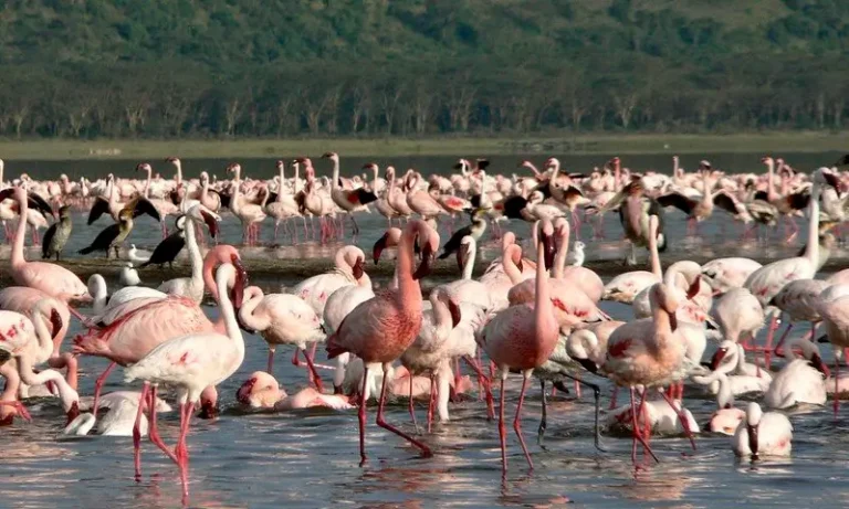 Is Lake Nakuru Worth Visiting? A Comprehensive Guide for 2025