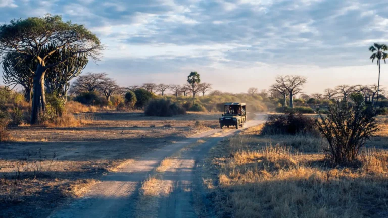 How Many Days Do You Need for an African Safari in 2025?