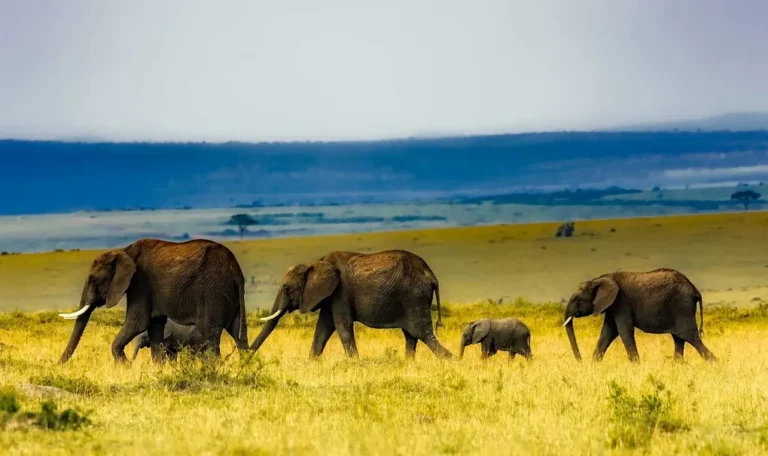 Is Amboseli National Park Worth Visiting? Your 2025 Ultimate Guide to an Unforgettable Safari