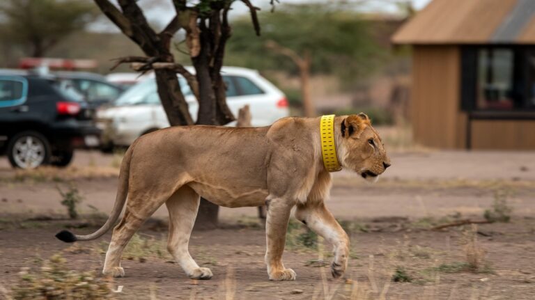 Ultimate Guide to the Ideal African Safari Duration in 2025
