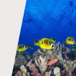 GOAL OF THE MONTH – Goal 14: Life below water - United Nations Sustainable Development